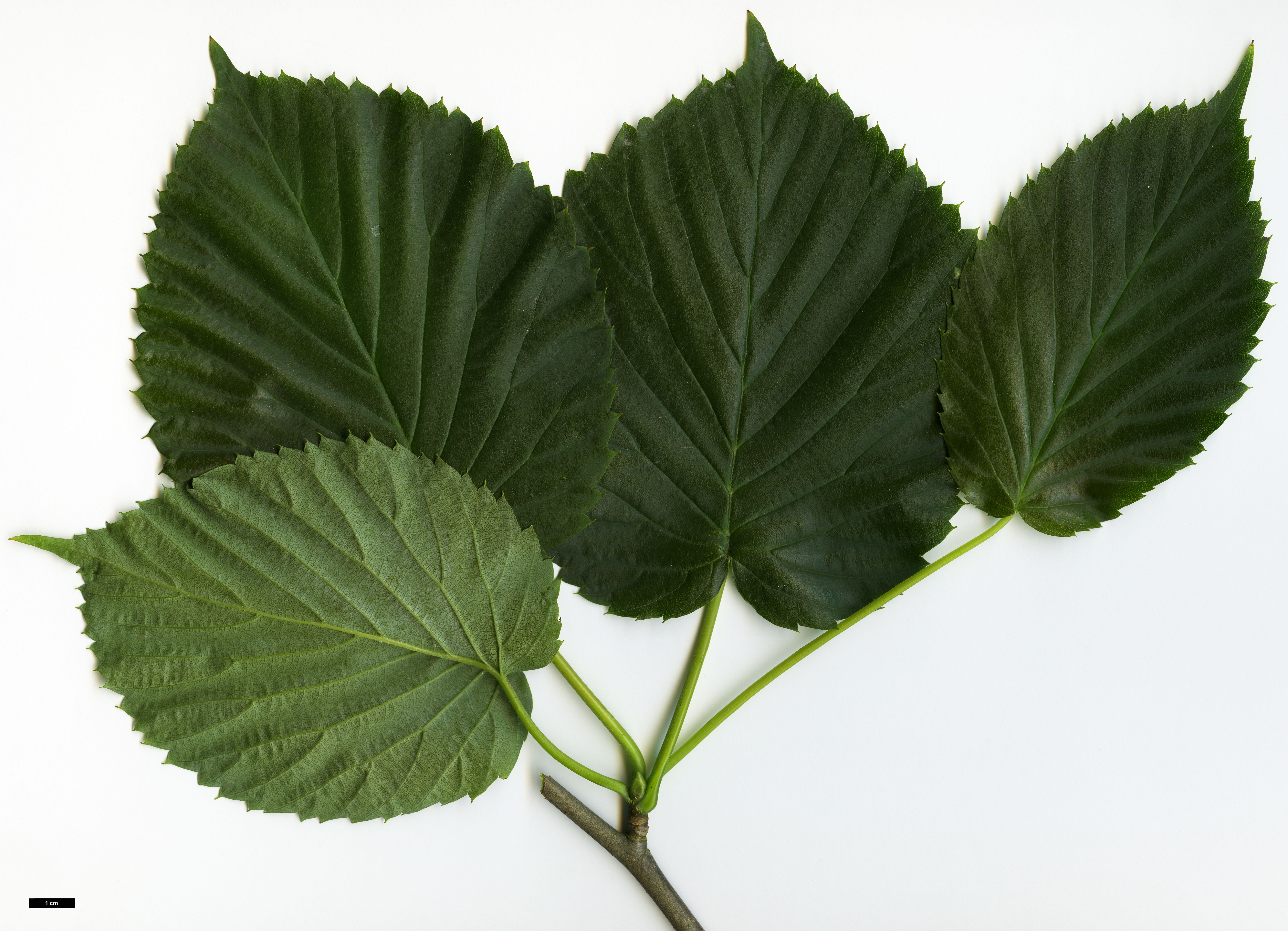 High resolution image: Family: Nyssaceae - Genus: Davidia - Taxon: involucrata - SpeciesSub: var. vilmoriniana